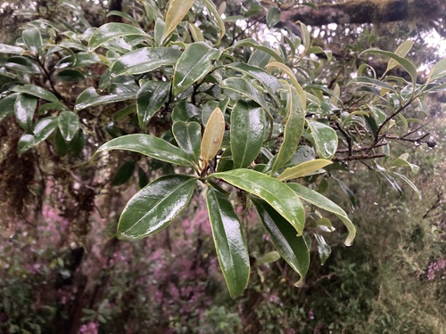 Magnolia nilagirica observed 2025-11-11
