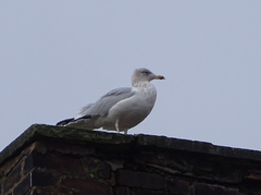 Larus argentatus