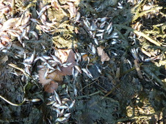 Rhynchocypris percnurus