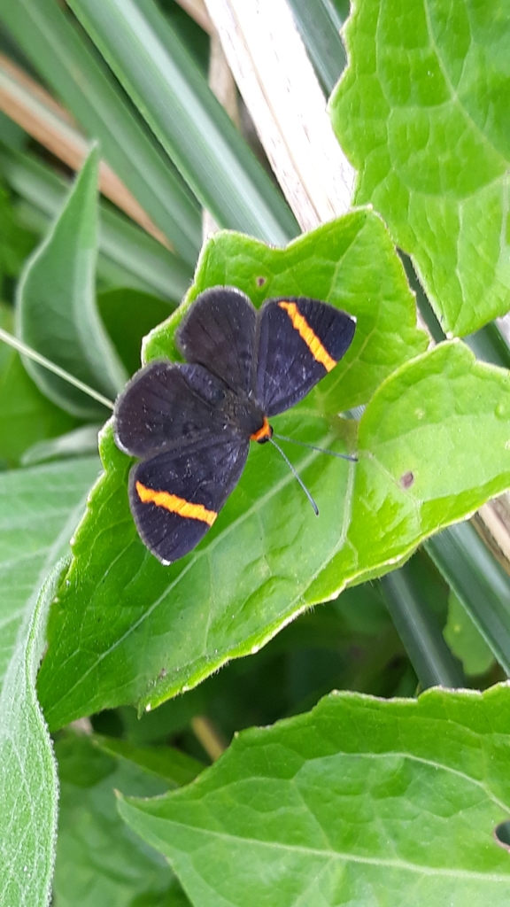Stichelia bocchoris