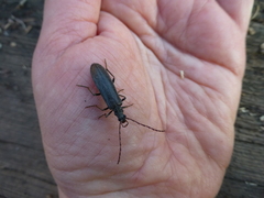 Calopus serraticornis