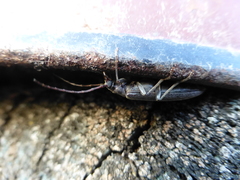 Calopus serraticornis