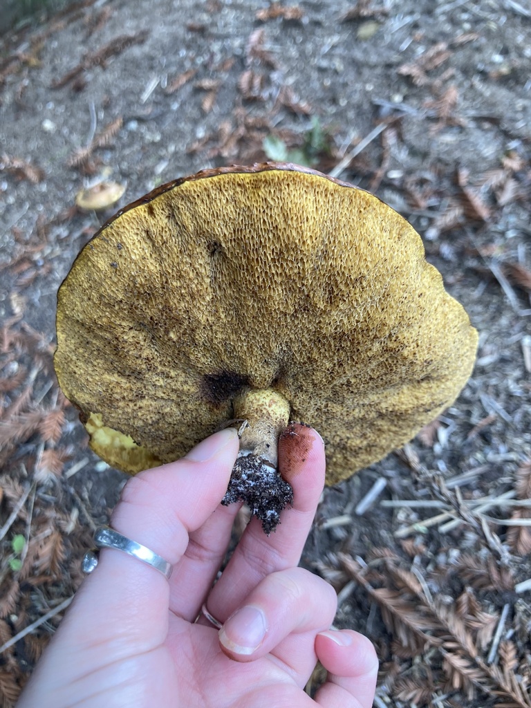 Suillus brevipes