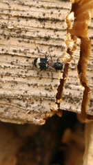 Clerus mutillarius
