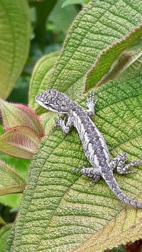 Steppe Iguanas