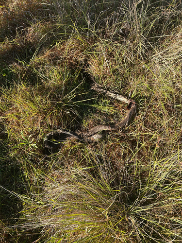Eastern Brown Snake sighting