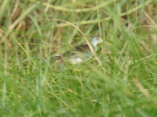 Azure Gallinule (Porphyrio flavirostris), photo 4