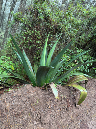 pulque agave (Agave atrovirens)