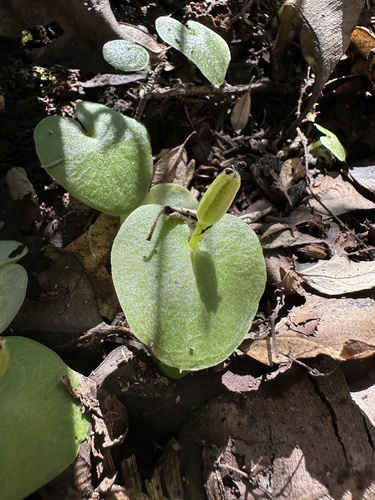 western helmet orchid (Corybas recurvus)