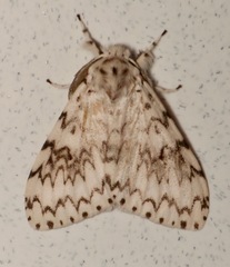 Lymantria singapura