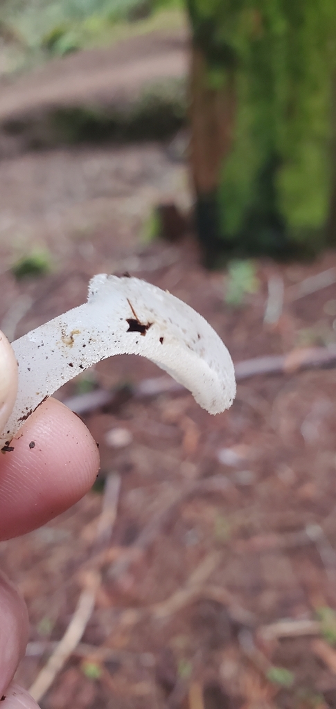 Pseudohydnum gelatinosum · November 2025 · photo: © eric_austin (iNaturalist, cc-by)