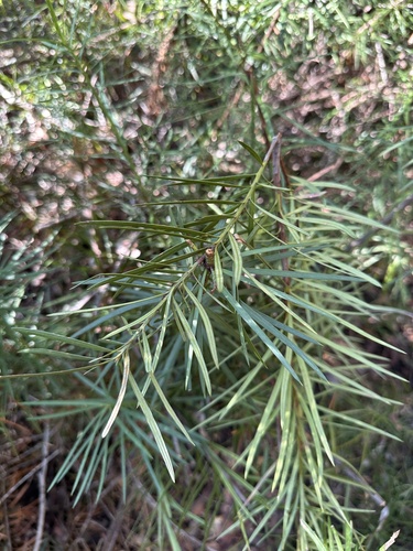 Emu berry (Podocarpus drouynianus)