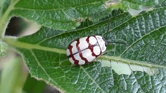 Alagoasa decemguttata