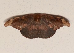 Oreta carnea
