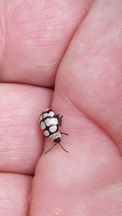 Alagoasa decemguttata