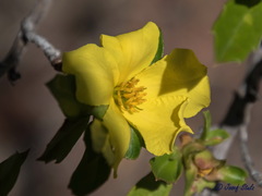Hibbertia cuneiformis