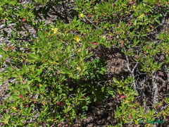 Hibbertia cuneiformis