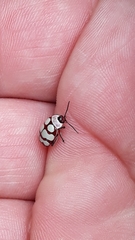 Alagoasa decemguttata