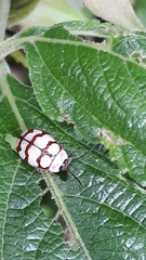 Alagoasa decemguttata