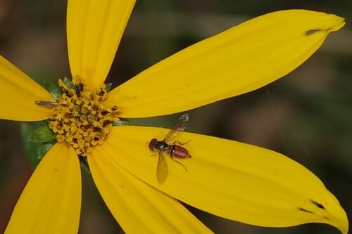 Unknown species found near Orange County, FL, USA