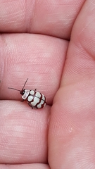 Alagoasa decemguttata