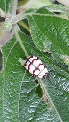 Alagoasa decemguttata