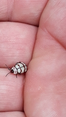 Alagoasa decemguttata