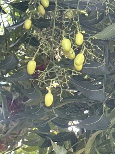 Azadirachta indica, 2025-11-11