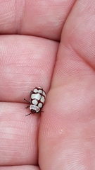 Alagoasa decemguttata