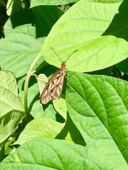 Dione vanillae maculosa