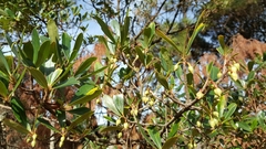 Ternstroemia lineata lineata