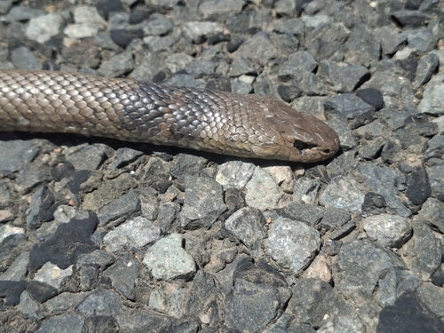 Eastern Brown Snake sighting