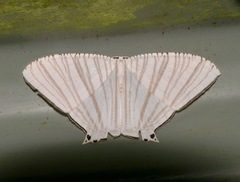 Pseudomicronia bundutuhan