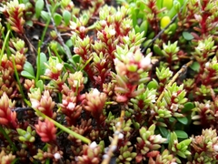 Crassula moschata