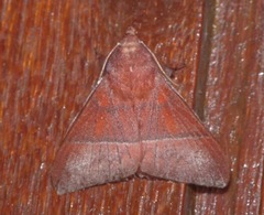 Odonestis erectilinea