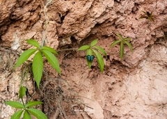 Dynamine postverta postverta