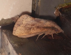 Lajonquierea mediofasciata