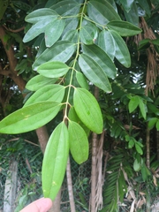 Cinnamomum iners, photograph (c) Steven Bodzin, some rights reserved (CC BY)