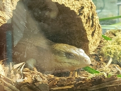 Tiliqua