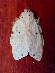 Cerasana anceps