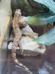 Shinisaurus crocodilurus