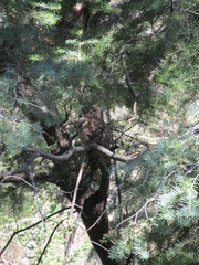 Strix occidentalis lucida