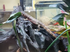 Shinisaurus crocodilurus