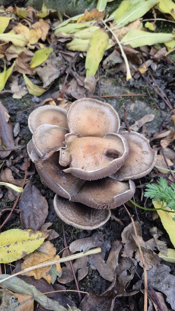Lacrymaria lacrymabunda · November 2025 · photo: © karliatje (iNaturalist, cc-by)
