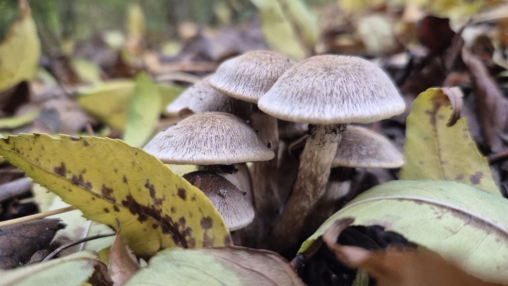 Lacrymaria lacrymabunda · November 2025 · photo: © karliatje (iNaturalist, cc-by)