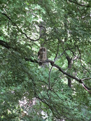 Strix occidentalis lucida