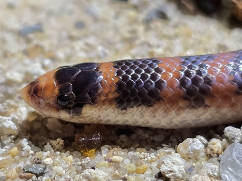 Southern Shovel-nosed Snake sighting