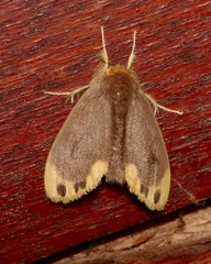 Toxoproctis bifurcata