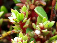Crassula moschata