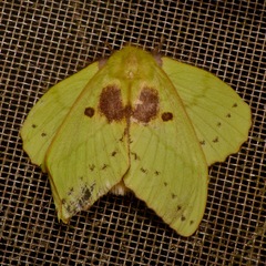 Trabala garuda